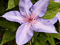 Clematis Paroko (Tomszak) IMG_4334 Powojnik